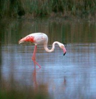 Pink Pelican
